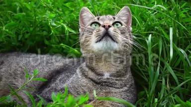 绿草地上可爱的猫。夏日碧绿的小草